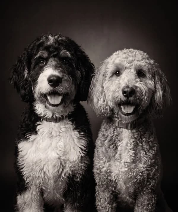 Portrait of Triscuit and Barley, two dogs